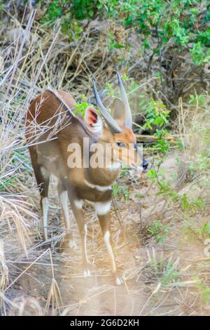 Blick auf einen jungen Buschbock, der sich zwischen dem langen Schilf am Rande des Sabie River im Krüger National Park von Südafrika versteckt Stockfoto