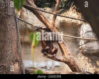 Ein junger Orang-Utan klettert in einem Zoo herum Stockfoto