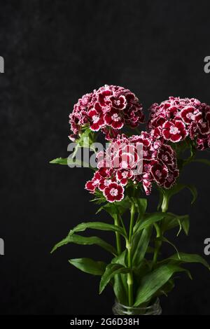 Nelkenblüten Blumenstrauß auf dunklem Hintergrund. Dianthus barbatus (Sweet William). Stockfoto