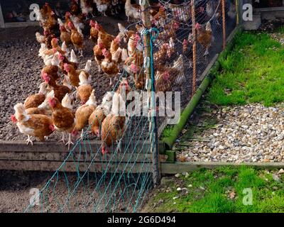 Gewerbliche Hühnerzucht in Hampshire, Großbritannien Stockfoto