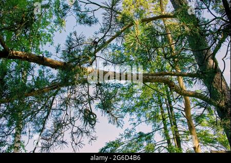 Im Sommer hängt ein starkes Seil mit einem Knoten von einem Baum Stockfoto