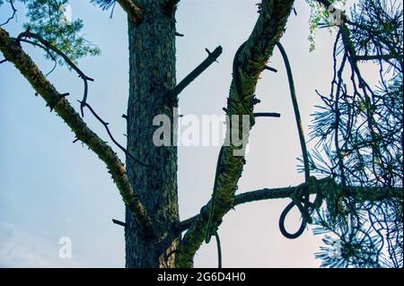 Im Sommer hängt ein starkes Seil mit einem Knoten von einem Baum Stockfoto