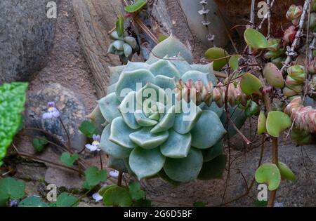 Echeveria elegans. Mexikanischer Schneeball Stockfoto