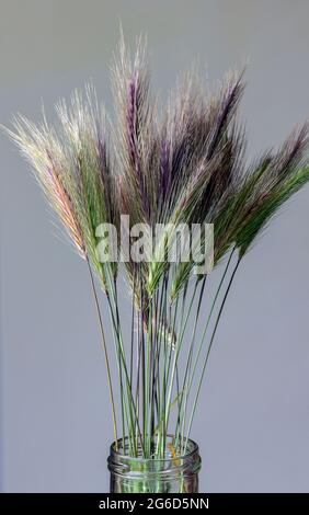 Wand Gerste hordeum murinum Stockfoto