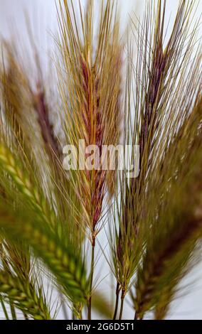 Wand Gerste hordeum murinum Stockfoto