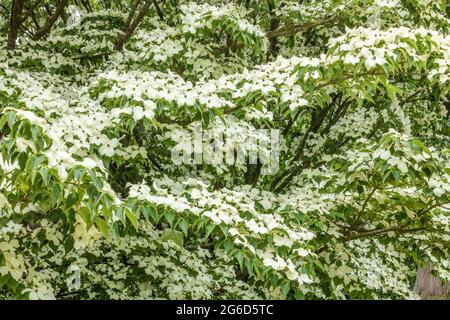 Cornus kousa, kleiner Laubbaum, blühende Pflanzenfamilie Cornaceae Stockfoto