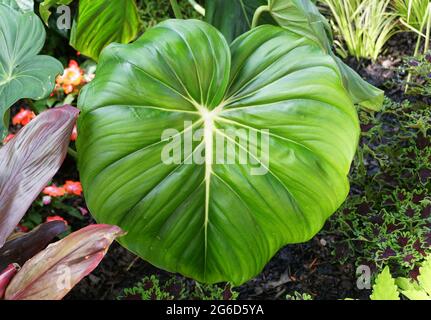 Die großen grünen Blätter von Philodendron Dean McDowell, einer tropischen Pflanze Stockfoto