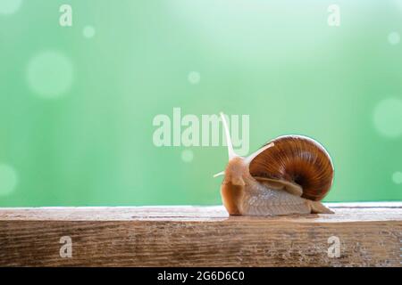 Schnecke auf einem Holzbrett Hintergrund verschwommen. Großer Platz für Text. Stock Foto Stockfoto