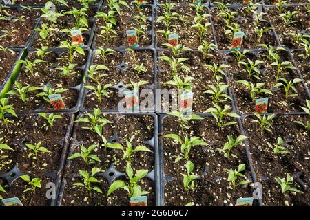 Capsicum Annuum. Super Chili Hybrid Pfefferpflanzen wachsen in Kunststoffschalen in einem Gewächshaus Stockfoto