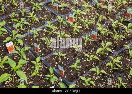 Capsicum Annuum. Super Chili Hybrid Pfefferpflanzen wachsen in Kunststoffschalen in einem Gewächshaus. Stockfoto