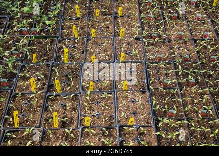 Lycopersicon esculentum - italienische, rote und hybride Big Beef Tomato-Pflanzen, die in Kunststoffschalen in einem Gewächshaus wachsen Stockfoto