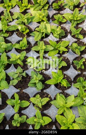 Grüne Blattpflanzen, die in Kunststoffbehältern in einem Gewächshaus wachsen. Stockfoto