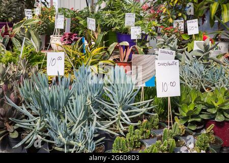 Gemischte Kakteen und Echeveria - Sukkulenten zum Verkauf in einem Gewächshaus. Stockfoto