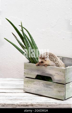 Kleiner niedlicher Igel, der in einem Holzbehälter mit frischen grünen Aloe-Blättern auf einem weißen Hintergrund auf dem Tisch sitzt Stockfoto