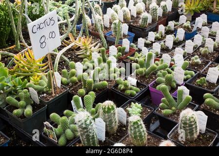 Gemischte Kakteen einschließlich Rebutia fabrisii und Echeveria - Sukkulenten zum Verkauf, die in Kunststoffbehältern im Gewächshaus wachsen Stockfoto