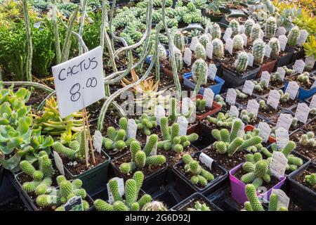 Gemischte Kakteen einschließlich Rebutia fabrisii und Echeveria - Sukkulenten Pflanzen zum Verkauf in einem Gewächshaus. Stockfoto