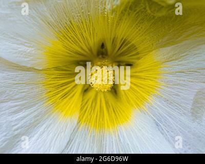 Weiße Hollyhocks in Nahaufnahme, Alcea rosea, Blumen-Makrofotografie Stockfoto