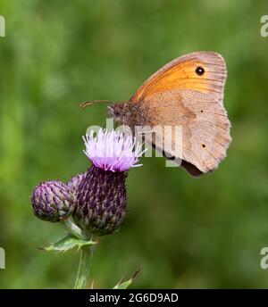 Schöner Meadow Brown Schmetterling im Cotswold Hill im Juli Stockfoto