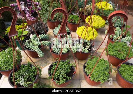 Gemischte Echeveria - Sukkulenten Pflanzen in braunen Kunststoff hängenden Körben auf dem Tisch in einem Gewächshaus. Stockfoto