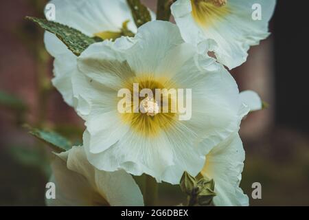 Weiße Hollyhocks, Alcea rosea, blühen auf dem Ast Stockfoto