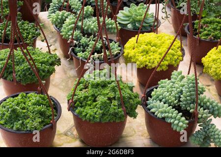 Gemischte Echeveria - Sukkulenten Pflanzen in braunen Kunststoff hängenden Körben auf dem Tisch in einem Gewächshaus. Stockfoto