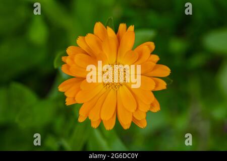 Ringelblume, Calendula officinalis, gelbe Blume in der Nähe, einzelne Blume in der Natur Stockfoto