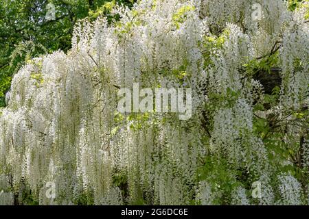 Massierte Reihen von weißen Wisteria recemes Stockfoto