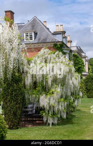 Schöner Wasserfall von weißen Glyzinien racemes Stockfoto