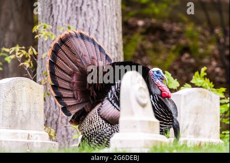 Große wilde türkei mit patierendem Gefieder, das zwischen Grabsteinen auf dem Mt Auburn Friedhof steht Stockfoto