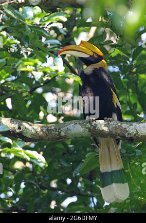 Großer Hornbill (Buceros bicornis) erwachsenes Weibchen, das auf dem Zweig Kaeng Krachen, Thailand, thront Januar Stockfoto