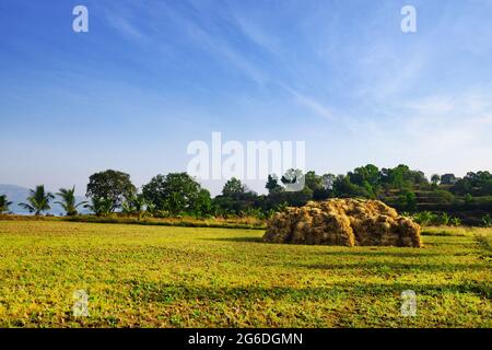 Vorbereitung von Reisfeldern oder Reis nach dem Schneiden auf dem Feld für den Verkauf in Reisfeldern. paddy Ernte Stockfoto