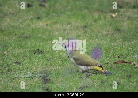 Grünholzpecker auf einem Rasen Stockfoto