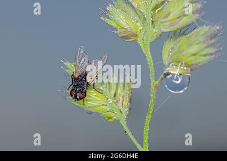 Nahaufnahme einer Fliege auf einem Grashalm mit Tautropfen Stockfoto