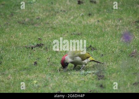 Grünholzpecker auf einem Rasen Stockfoto