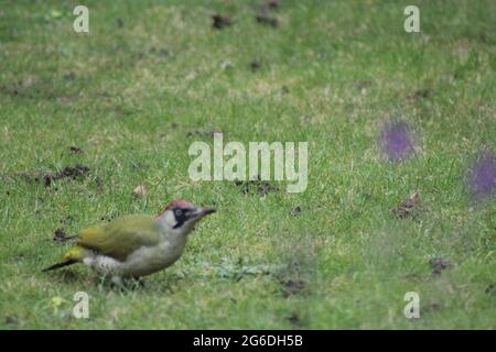 Grünholzpecker auf einem Rasen Stockfoto