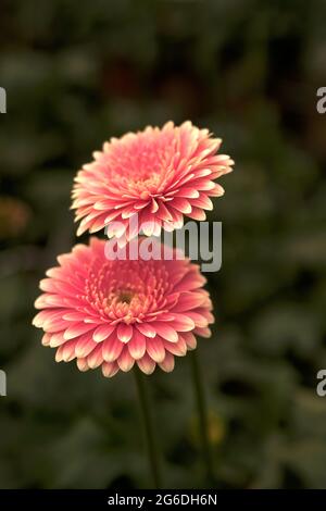 Gerbera in rosa Farben. Blumenfotografie. Floraler Desktop-Hintergrund. Rosa Gerbera. Natur Hintergrund. Dunkelgrüne Blätter. Stockfoto