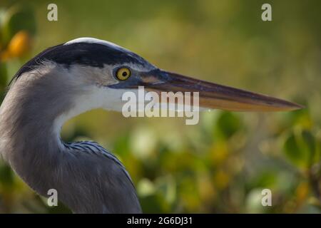 Seite auf Porträt des Blauen Reihers (Ardea herodias) in Mangroven Galapagos-Inseln Galapagos-Inseln, Ecuador. Stockfoto