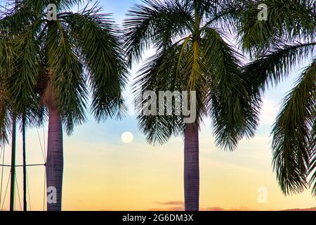 Teleansicht der Mondeinstellung zwischen Palmen. Stockfoto