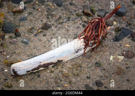 Eine 3-Aufnahme HDR-Aufnahme einer Razor Shell, Ensis ensis, am Ufer des Loch Moidart, Moidart, Schottland. 06. Juni 2011 Stockfoto