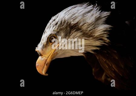 Weißkopfseeadler (Haliaeetus leucocephalus) Kopf isoliert auf schwarzem, Seitenansicht. Stockfoto