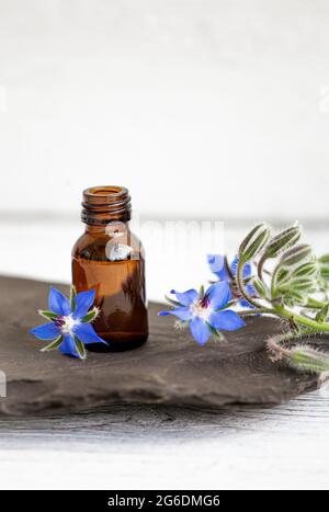 Ölflasche Borago officinalis (Borago oder Borretsch) mit frischen Blüten, die überall verstreut sind. Konzept der Kräutermedizin. Speicherplatz kopieren. Stockfoto