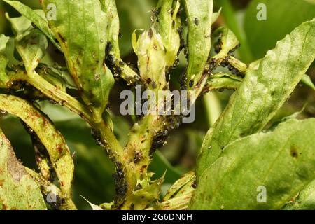 Nahaufnahme der Broad Bean-Pflanze, die von der schwarzen Fliege verwüstet wird, einer winzigen Blattlaus, die den saft aus dem neuen und zarten Wachstum der Pflanzen saugt. Stockfoto