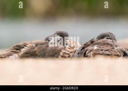 Entlein aus ruhenden Mandarinen (Aix galericulata) Stockfoto