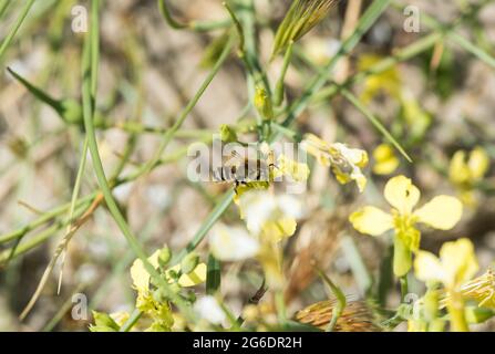 Eine einsame Biene mit grünen Augen, eine silbrige Blätterbiene (Megachile Leachella) Stockfoto
