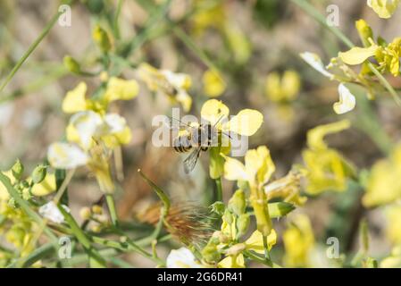 Eine einsame Biene mit grünen Augen, eine silbrige Blätterbiene (Megachile Leachella) Stockfoto
