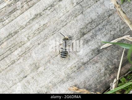 Eine einsame Biene mit grünen Augen, eine silbrige Blätterbiene (Megachile Leachella) Stockfoto