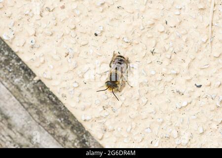 Eine einsame Biene mit grünen Augen, eine silbrige Blätterbiene (Megachile Leachella) Stockfoto