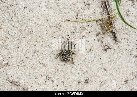 Eine einsame Biene mit grünen Augen, eine silbrige Blätterbiene (Megachile Leachella) Stockfoto