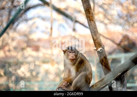 Nahaufnahme des Affen in einem Zoo sitzt auf Holzhackschnitzeln Stockfoto