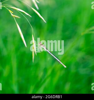 Eine Libelle sitzt auf dem Gras auf einem verschwommenen Hintergrund mit grünem Gras im Hintergrund. Nahaufnahme einer blauen Libelle auf einem unscharfen natürlichen Hintergrund Stockfoto